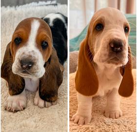 Cuccioli basset hound 650
