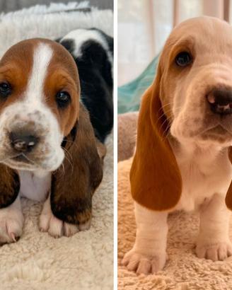 Cuccioli basset hound 650