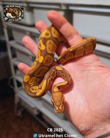 Pitone Reale - Ultramel het Clown