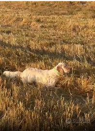 Cani caccia setter Inglese