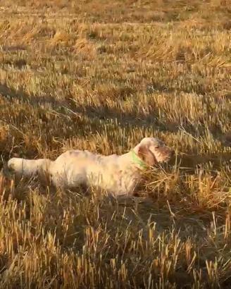 Cani caccia setter Inglese
