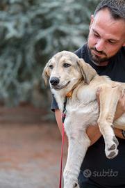 Cane cucciolo femmina