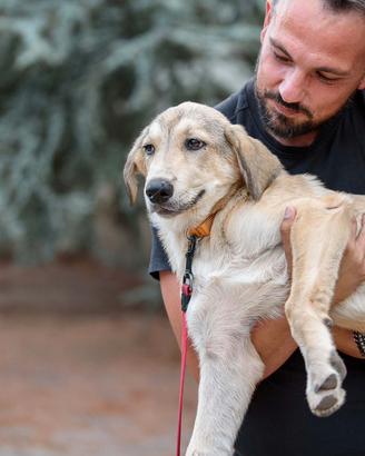 Cane cucciolo femmina