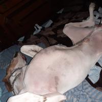 cuccioliniii tartufo nero e beccaccia