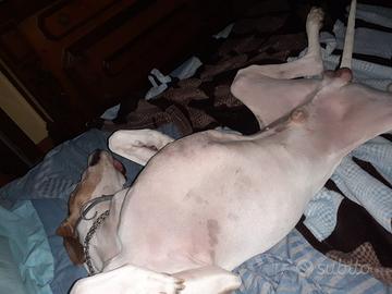 cuccioliniii tartufo nero e beccaccia