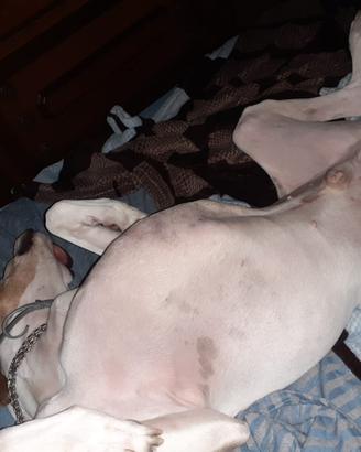cuccioliniii tartufo nero e beccaccia