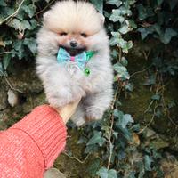 Volpino pomerania TOY orange rosso 2 mesi