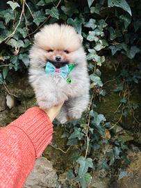 Volpino pomerania TOY orange rosso 2 mesi