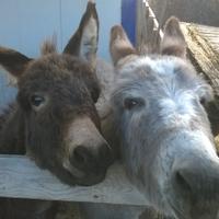 ASSISTENTE EQUINI per breve periodo