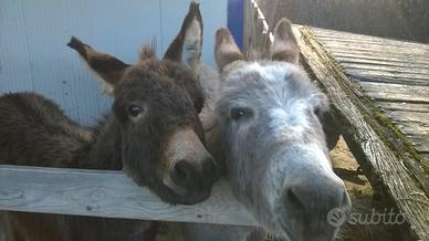 ASSISTENTE EQUINI per breve periodo