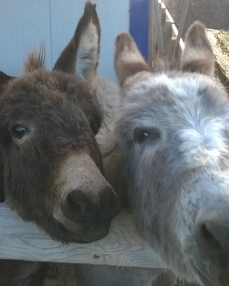 ASSISTENTE EQUINI per breve periodo