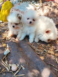 Spitz piccolo