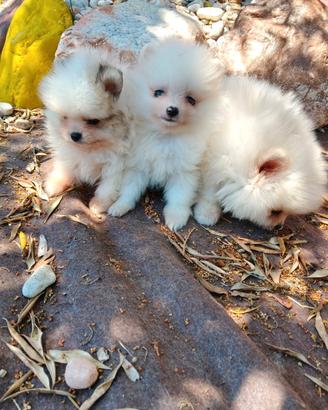 Spitz piccolo