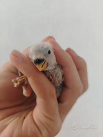 Inseparabile pullo d'allevare a mano