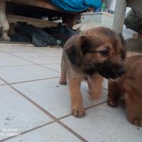 Cucciolo di cane