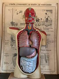 Busto anatomico vintage anni 50