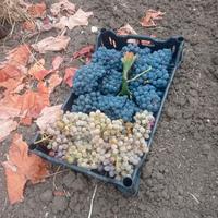 uva vino negramaro 50€ ql
