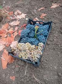 uva vino negramaro 50€ ql