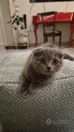 Scottish fold