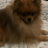 Spitz di Pomerania maschio