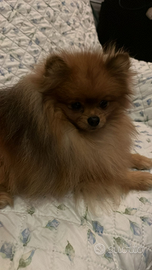 Spitz di Pomerania maschio