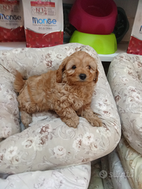 Barboncino maltipo toy femmina