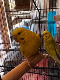 Coppia Pappagalli cocorite cocorita riproduzione
