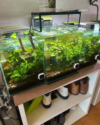 Acquari pieni di pesci , piante e gamberetti