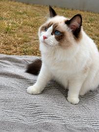 Gattina Ragdoll da riproduzione