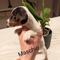 Cuccioli jak Russel