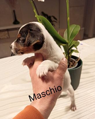 Cuccioli jak Russel