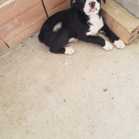 2 cucciole di pitbull femmina originale