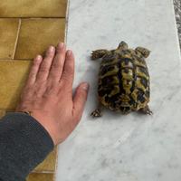 Testudo Hermanni