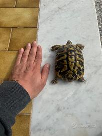 Testudo Hermanni