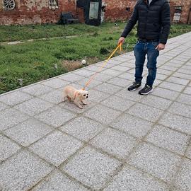 Chihuhua femmina pelo lungo, color crema