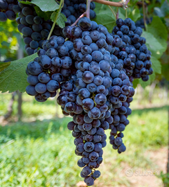 Uva da vino montepulciano