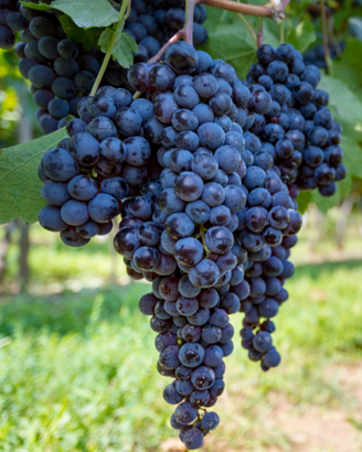 Uva da vino montepulciano