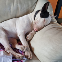 Bull terrier
