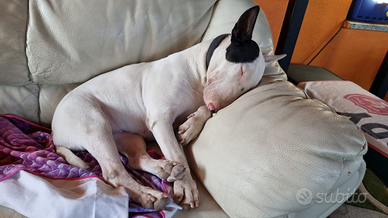 Bull terrier
