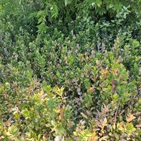 piantine ruscus garden