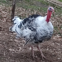 Tacchino maschio ermellinato