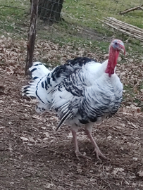 Tacchino maschio ermellinato