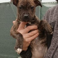 Cuccioli di Amstaff