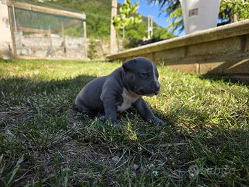 Cucciolo American Staffordshire Terrier