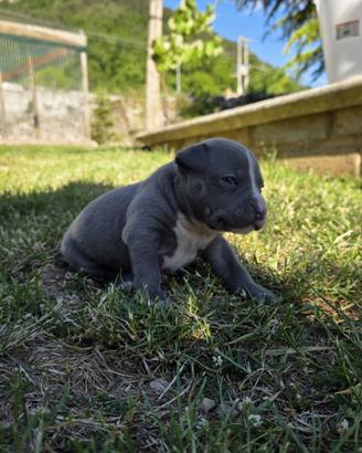 Cucciolo American Staffordshire Terrier