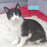 Thor gatto bianconero di 5 mesi