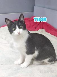 Thor gatto bianconero di 5 mesi