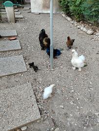 Moroseta galline