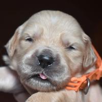 GOLDEN RETRIEVER cuccioli