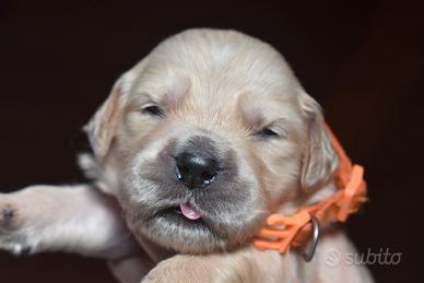 GOLDEN RETRIEVER cuccioli